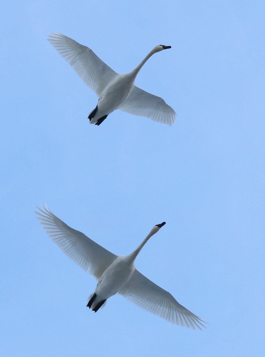 Trumpeter Swan - ML646054834