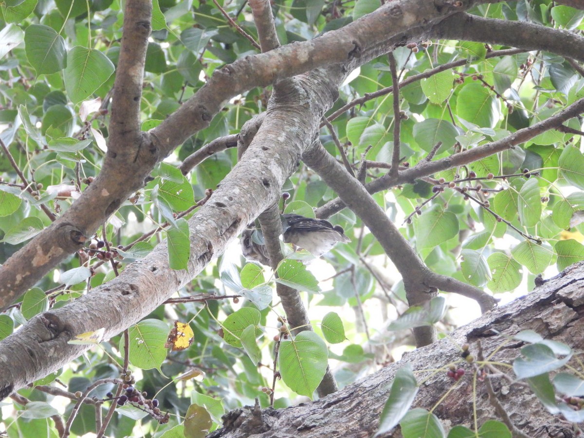 Spotted Owlet - ML646054835