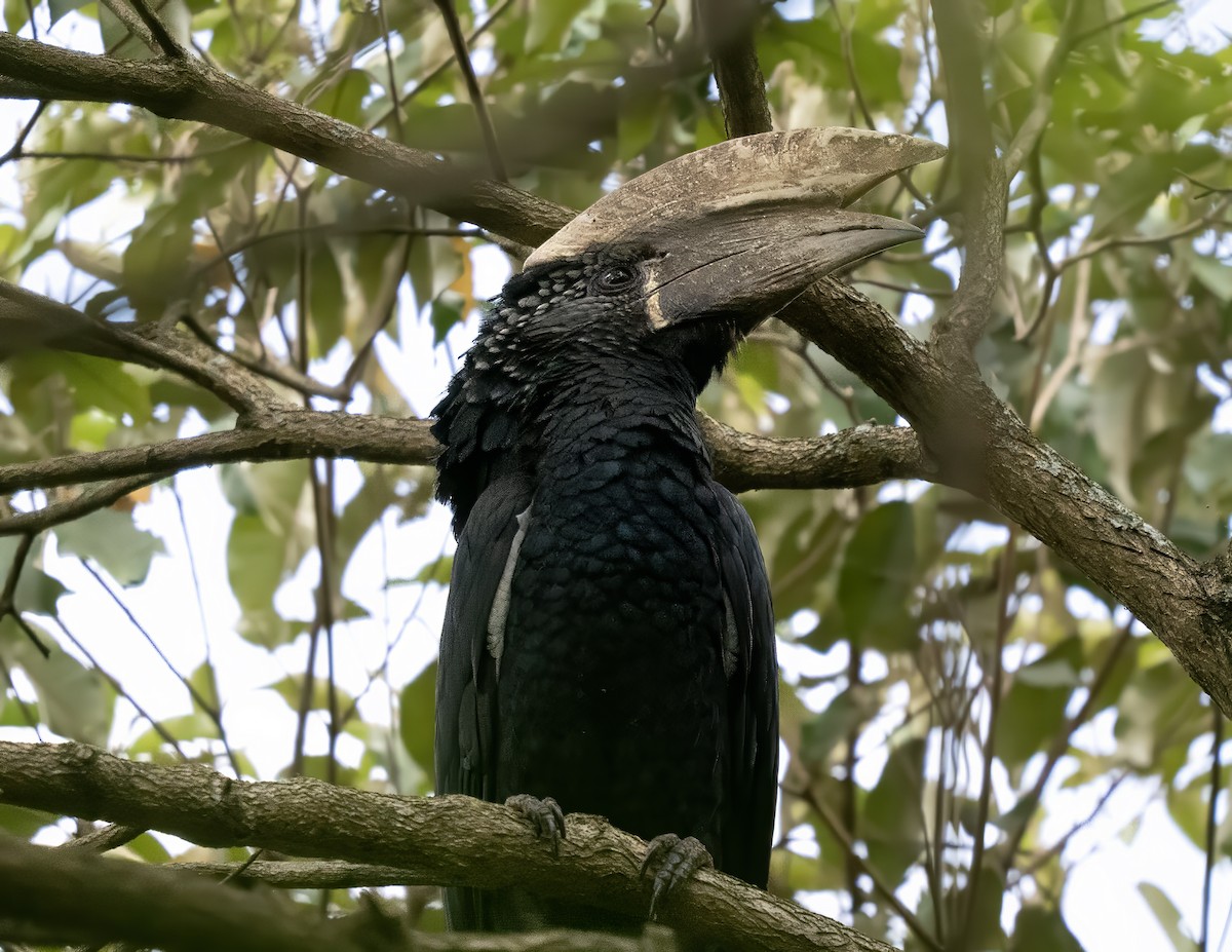 Silvery-cheeked Hornbill - ML646054837