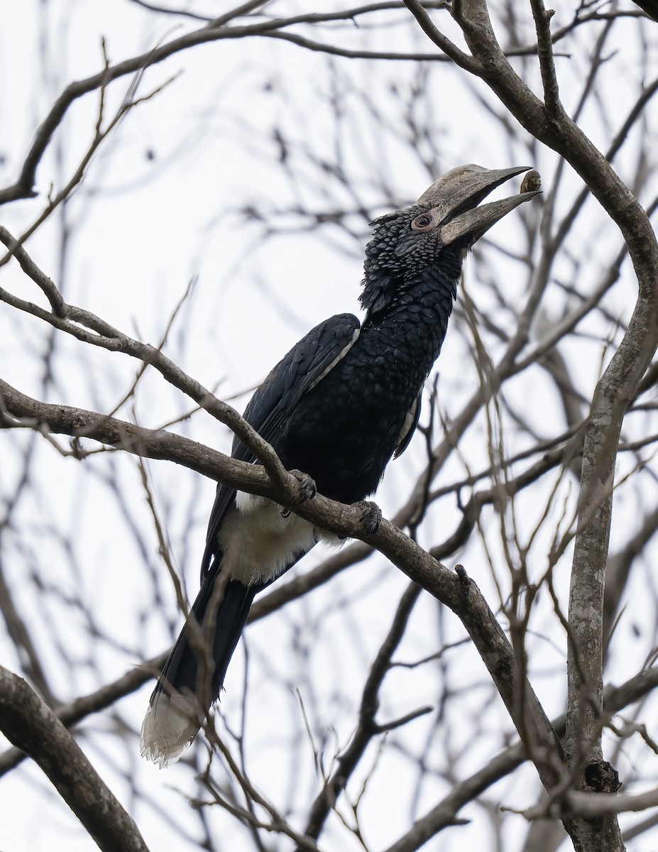 Silvery-cheeked Hornbill - ML646054838
