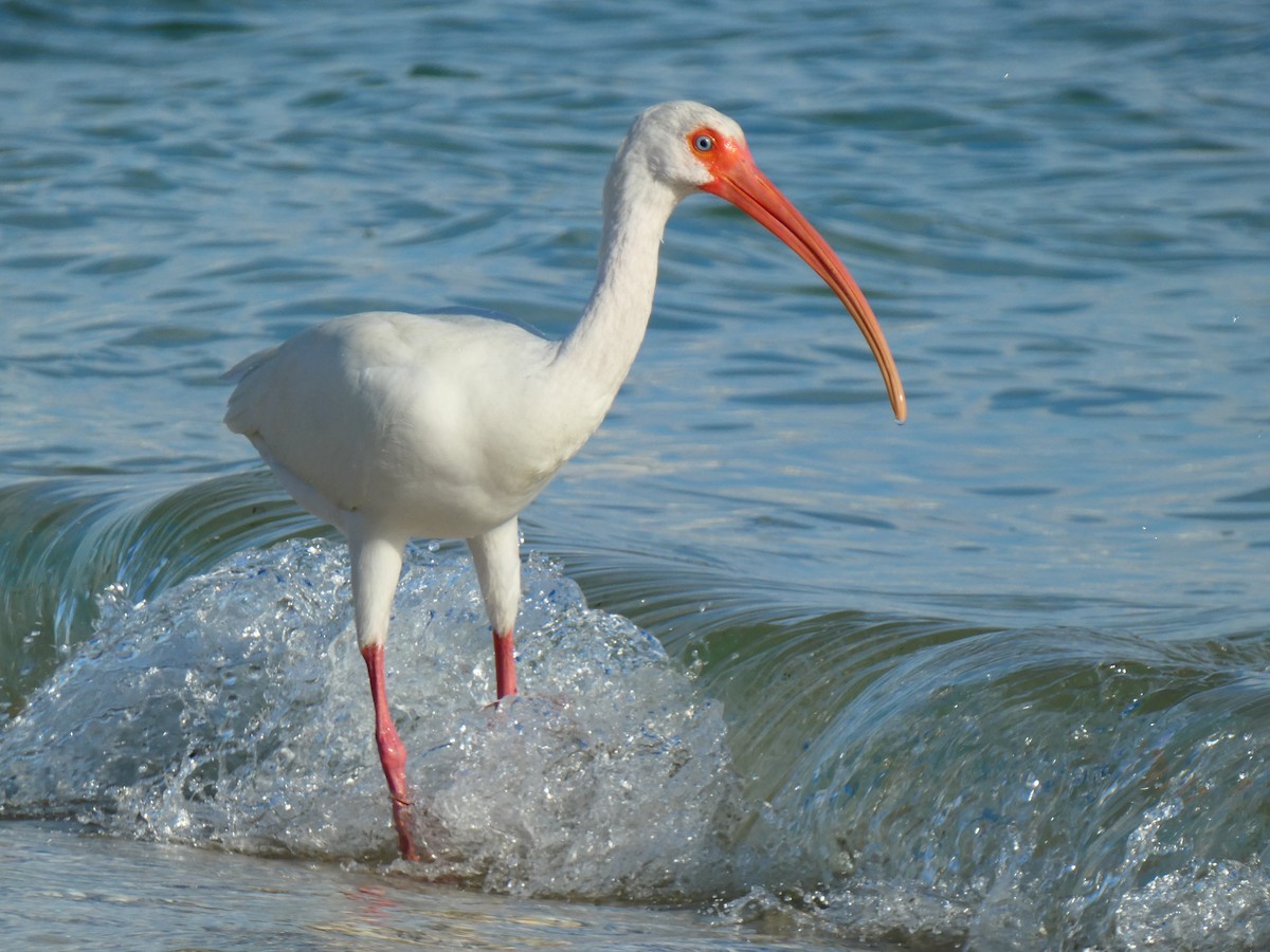 Ібіс білий - ML646054840