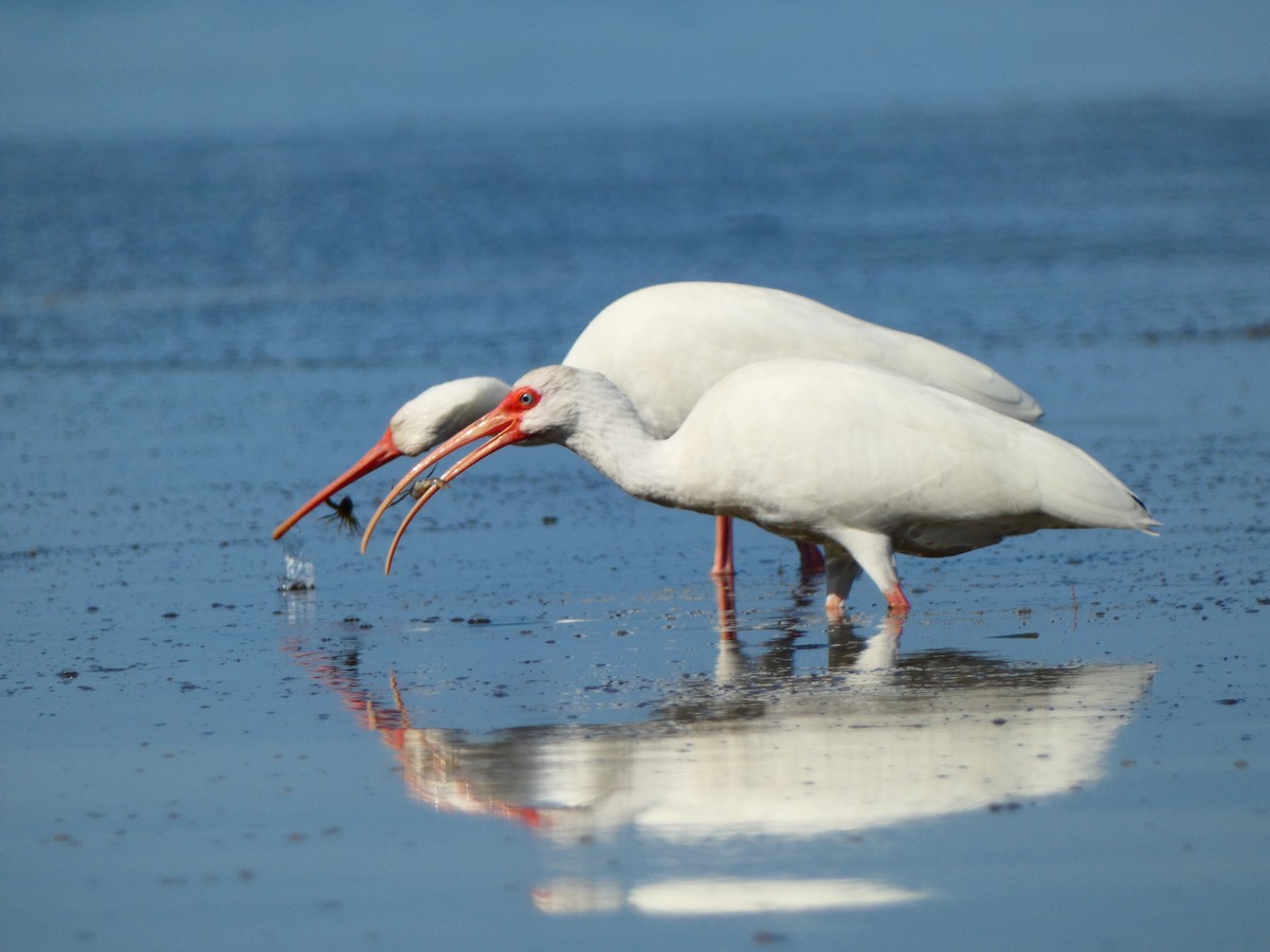 Ібіс білий - ML646054841