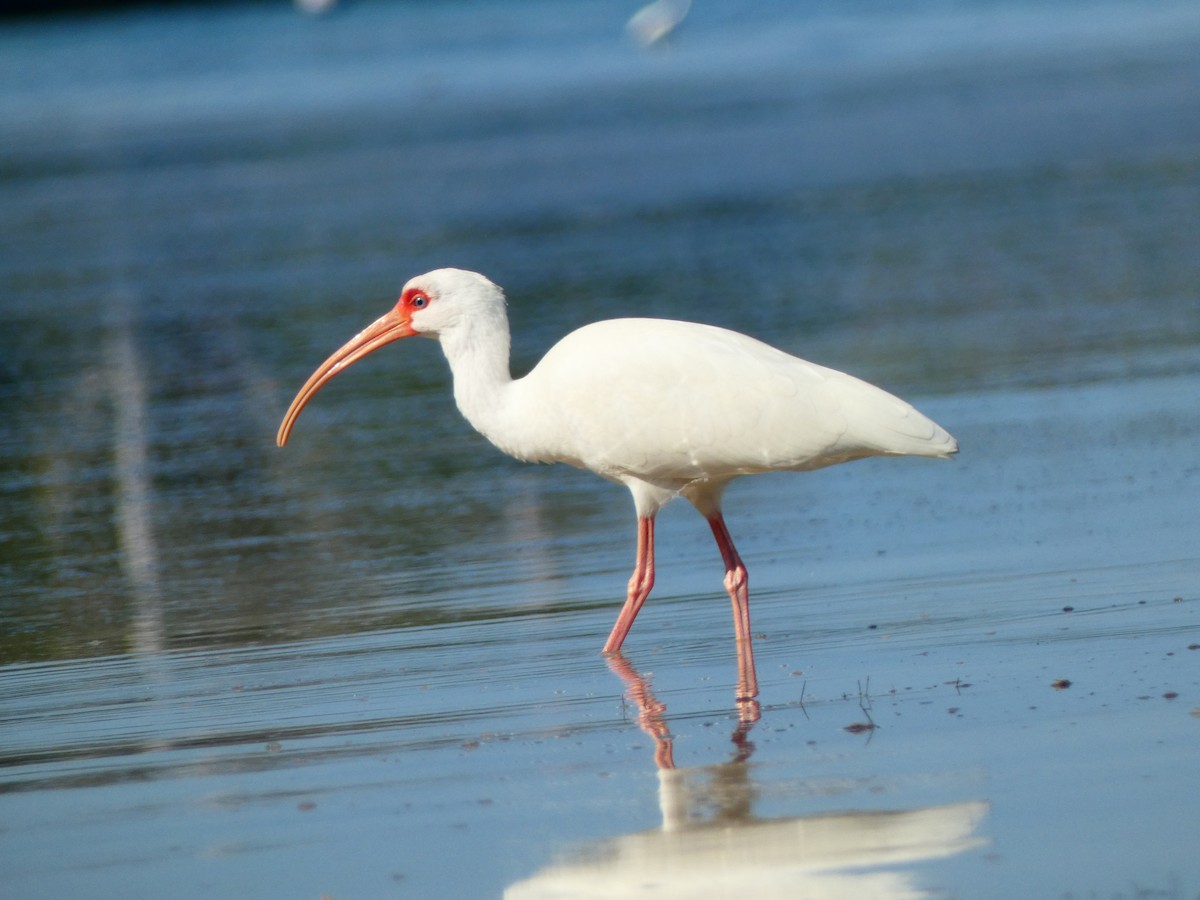 Ібіс білий - ML646054842