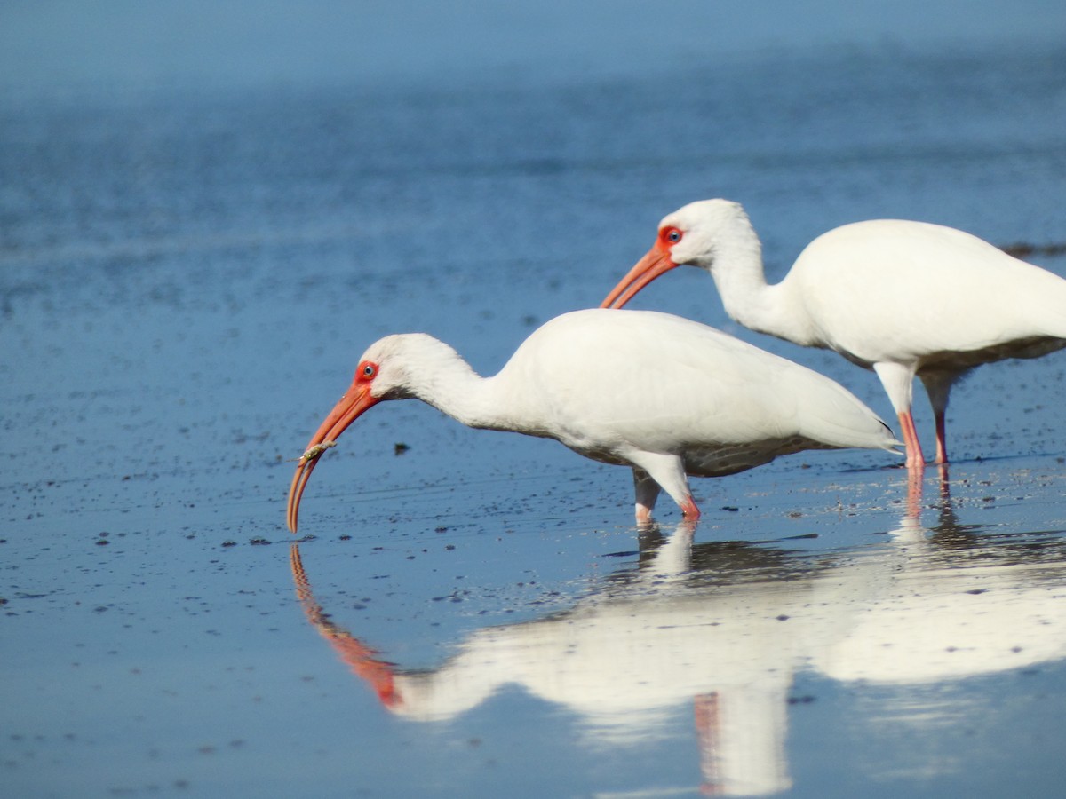 Ібіс білий - ML646054843