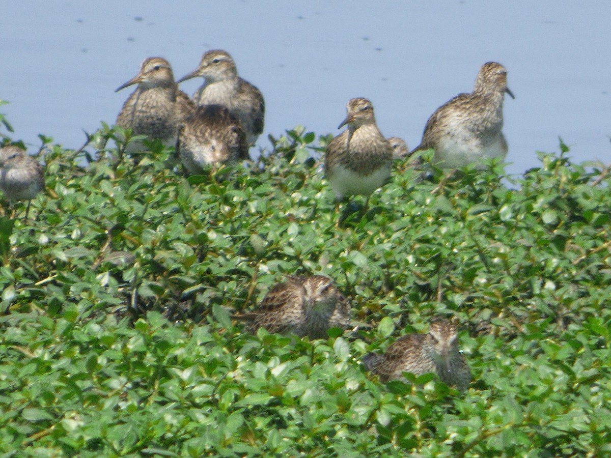 Pectoral Sandpiper - ML646054847