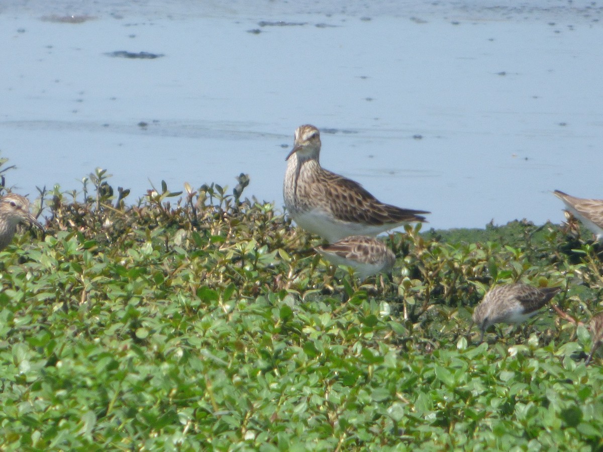Pectoral Sandpiper - ML646054849