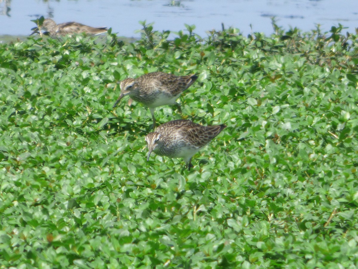 Pectoral Sandpiper - ML646054850