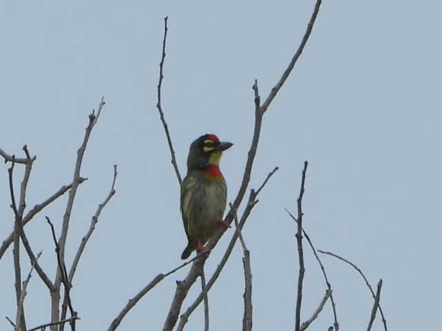 Coppersmith Barbet - ML646054851