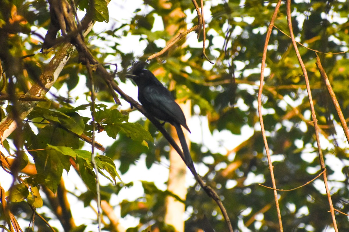 Greater Racket-tailed Drongo - ML646054853