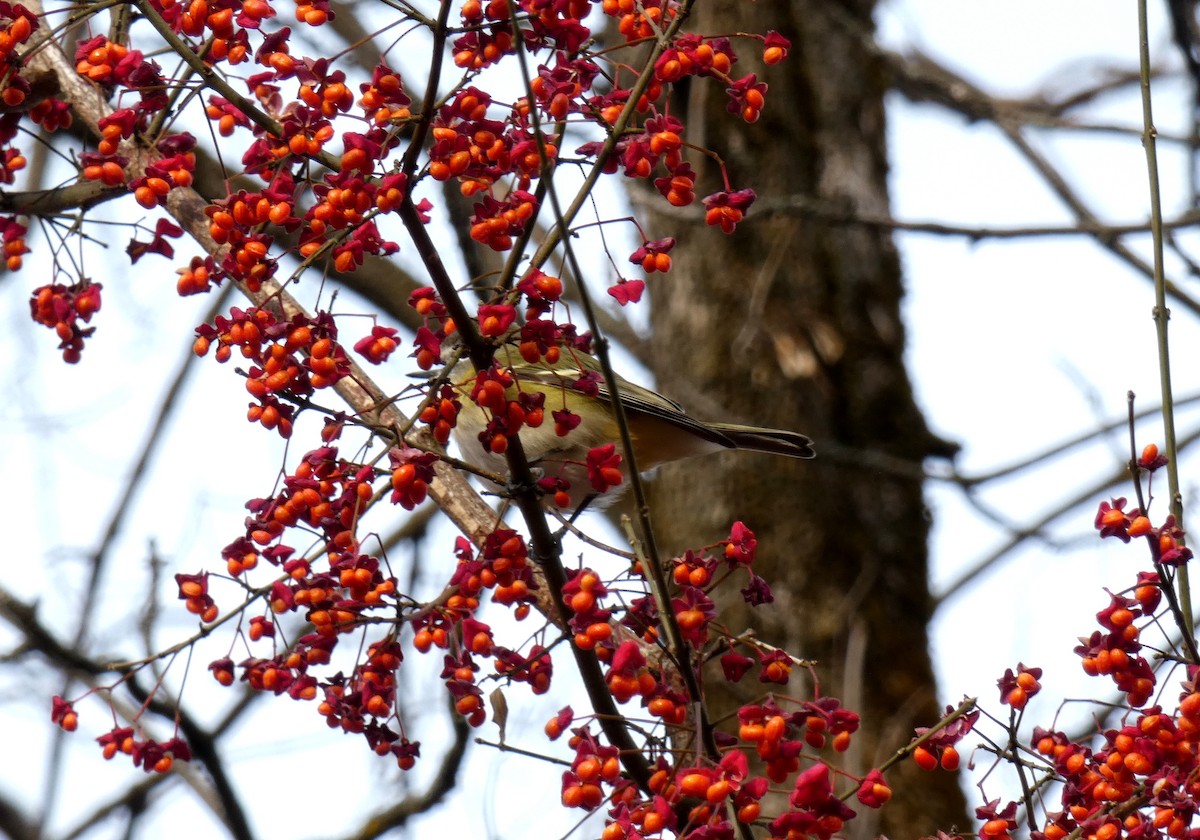 フタスジモズモドキ - ML646054859