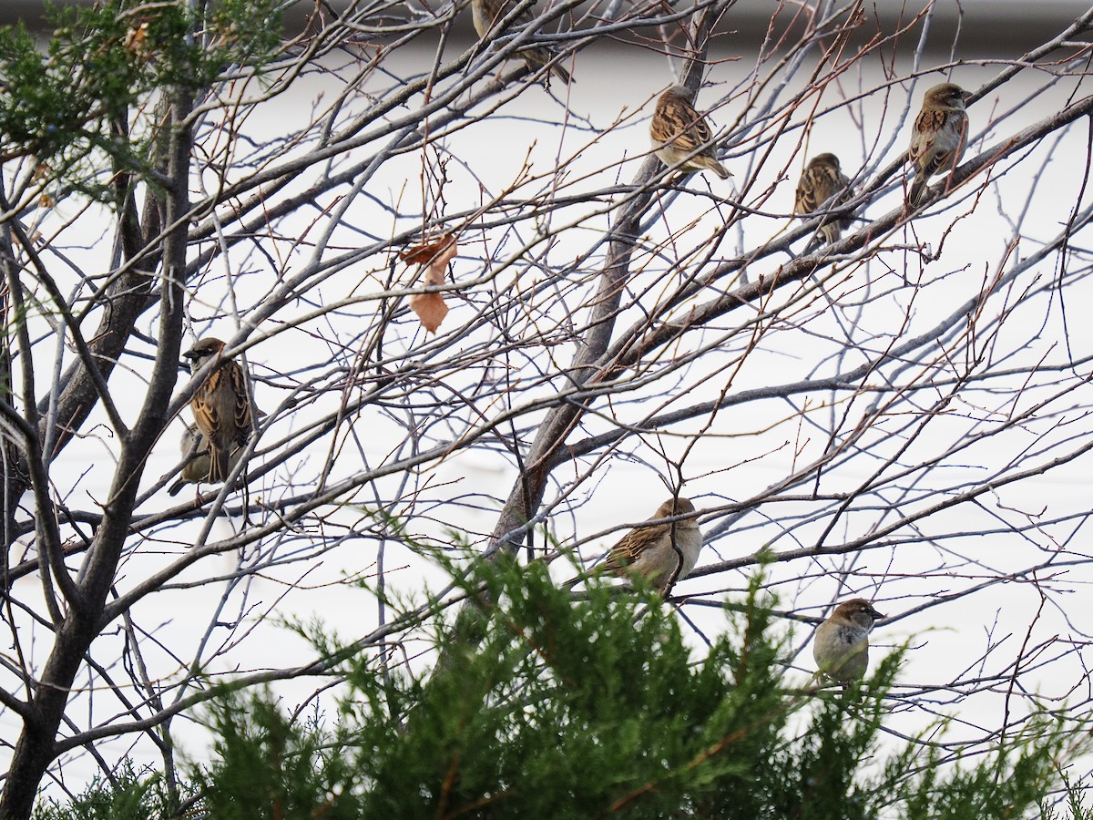 家麻雀 - ML646054861