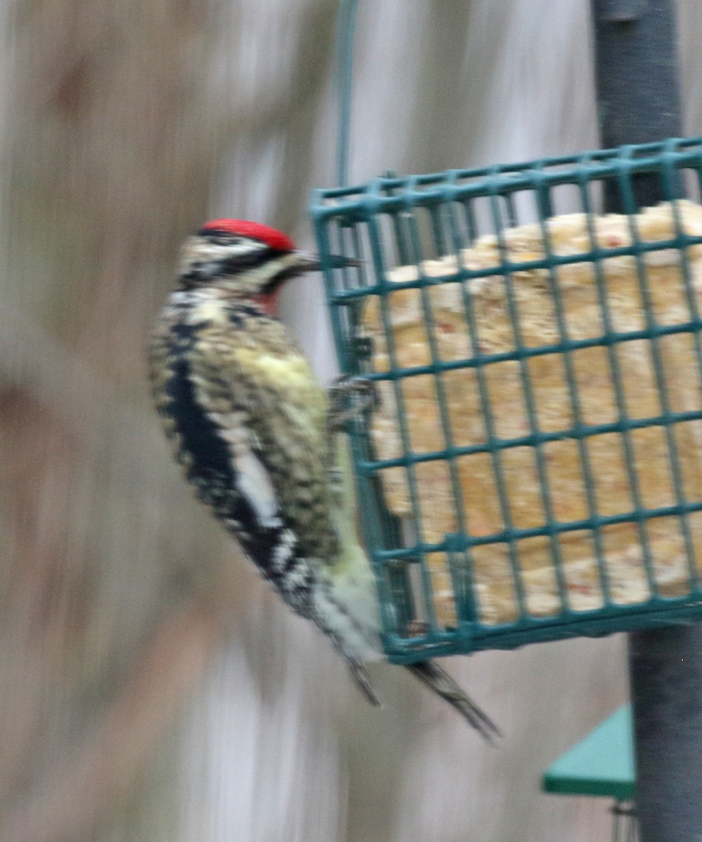 Yellow-bellied Sapsucker - ML646054862