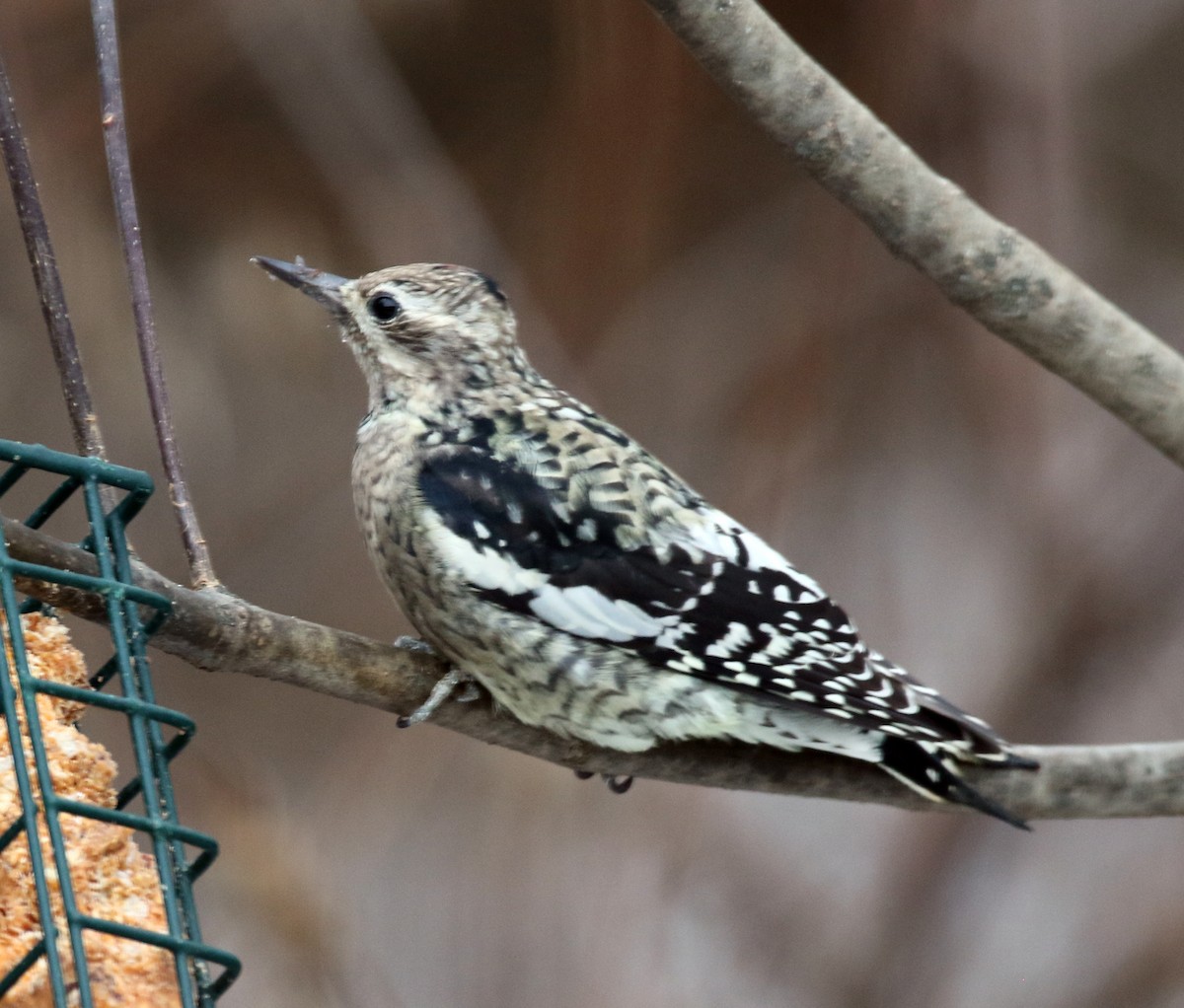 Yellow-bellied Sapsucker - ML646054863