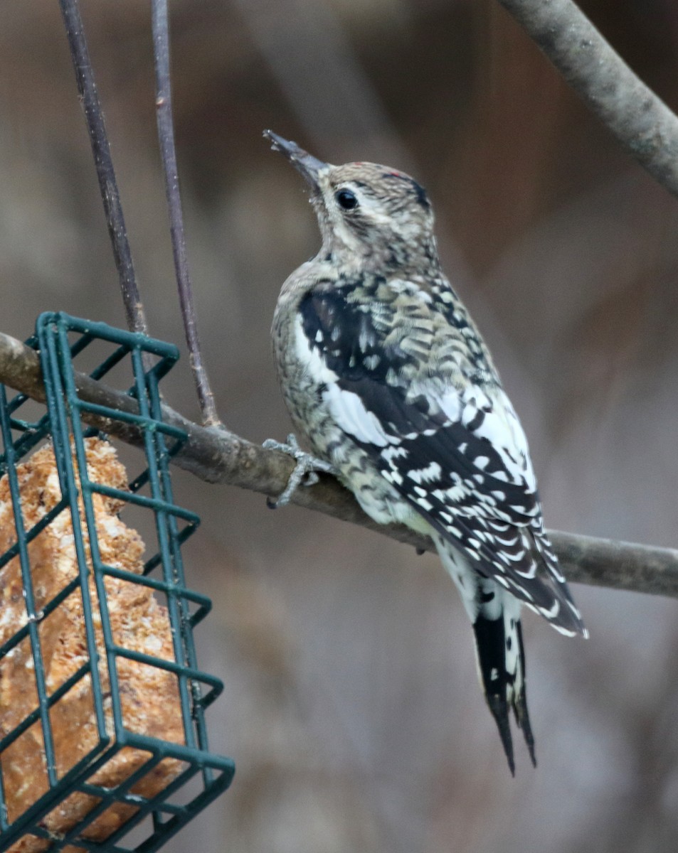 Yellow-bellied Sapsucker - ML646054864