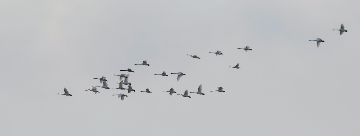 Tundra Swan - ML646054865