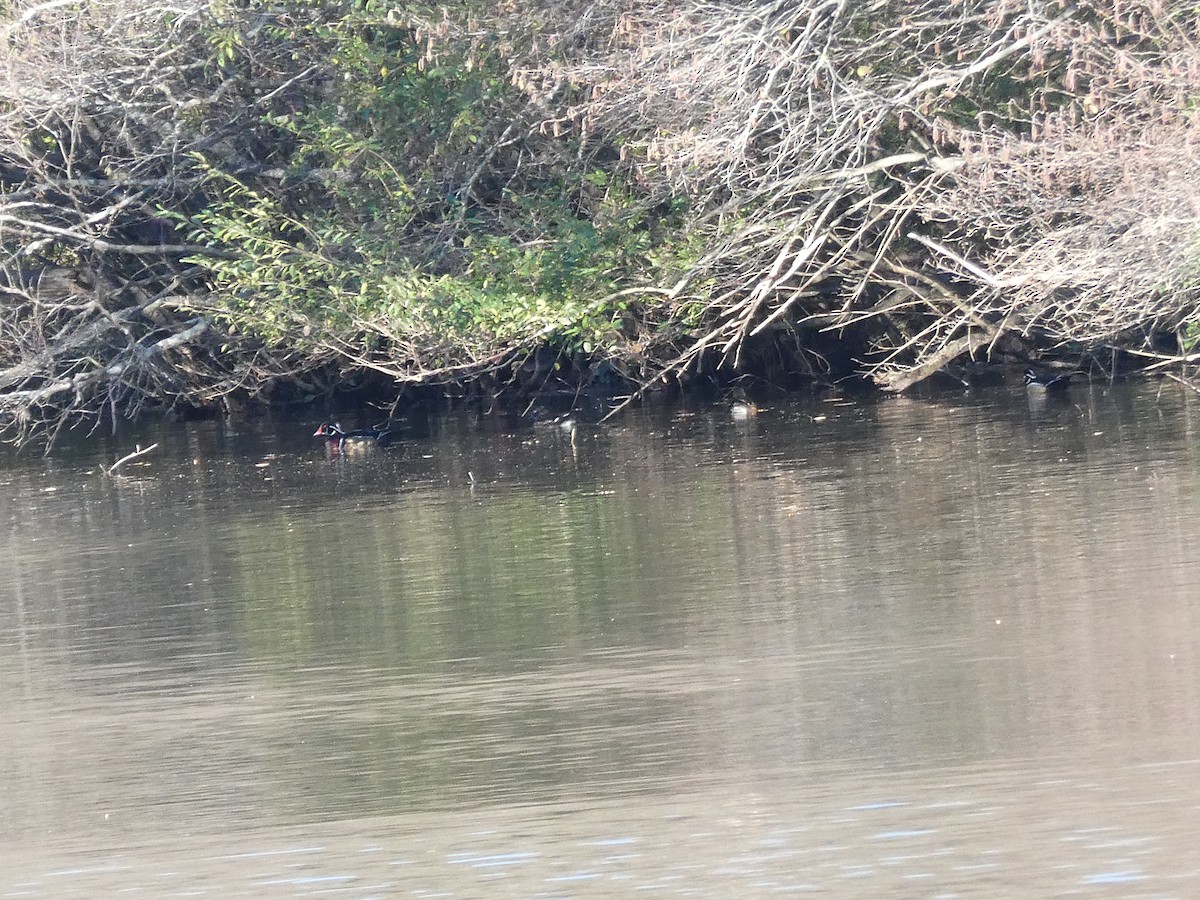 美洲鴛鴦 - ML646054867