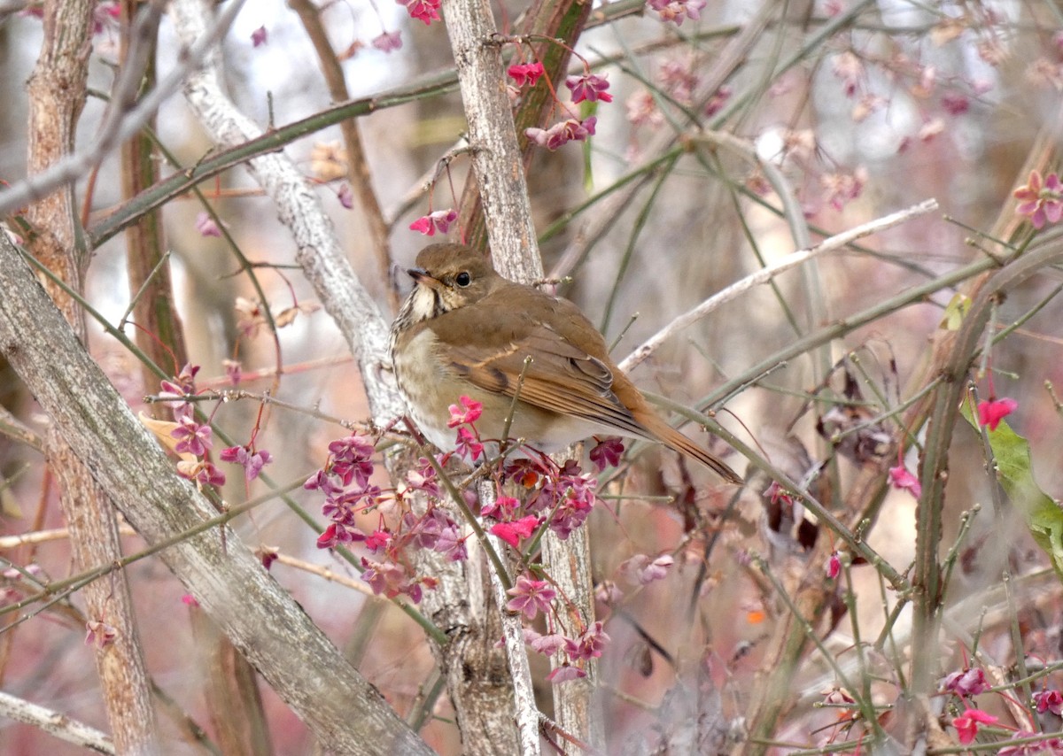 Hermit Thrush - ML646054869