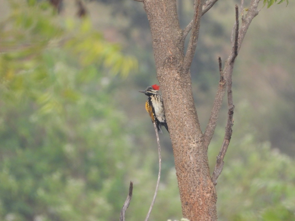 Black-rumped Flameback - ML646054870