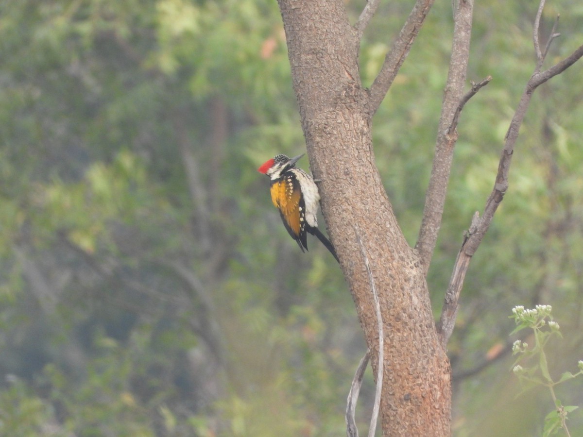 Black-rumped Flameback - ML646054871
