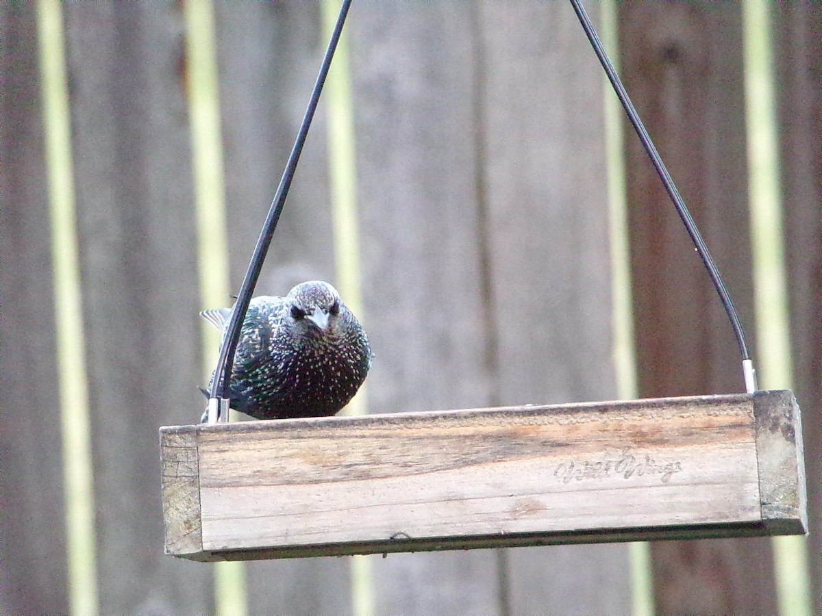 歐洲椋鳥 - ML646054872