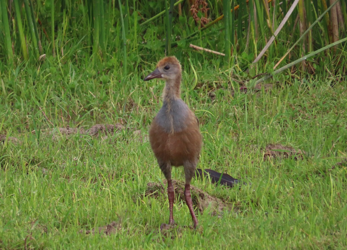 Giant Wood-Rail - ML646054873