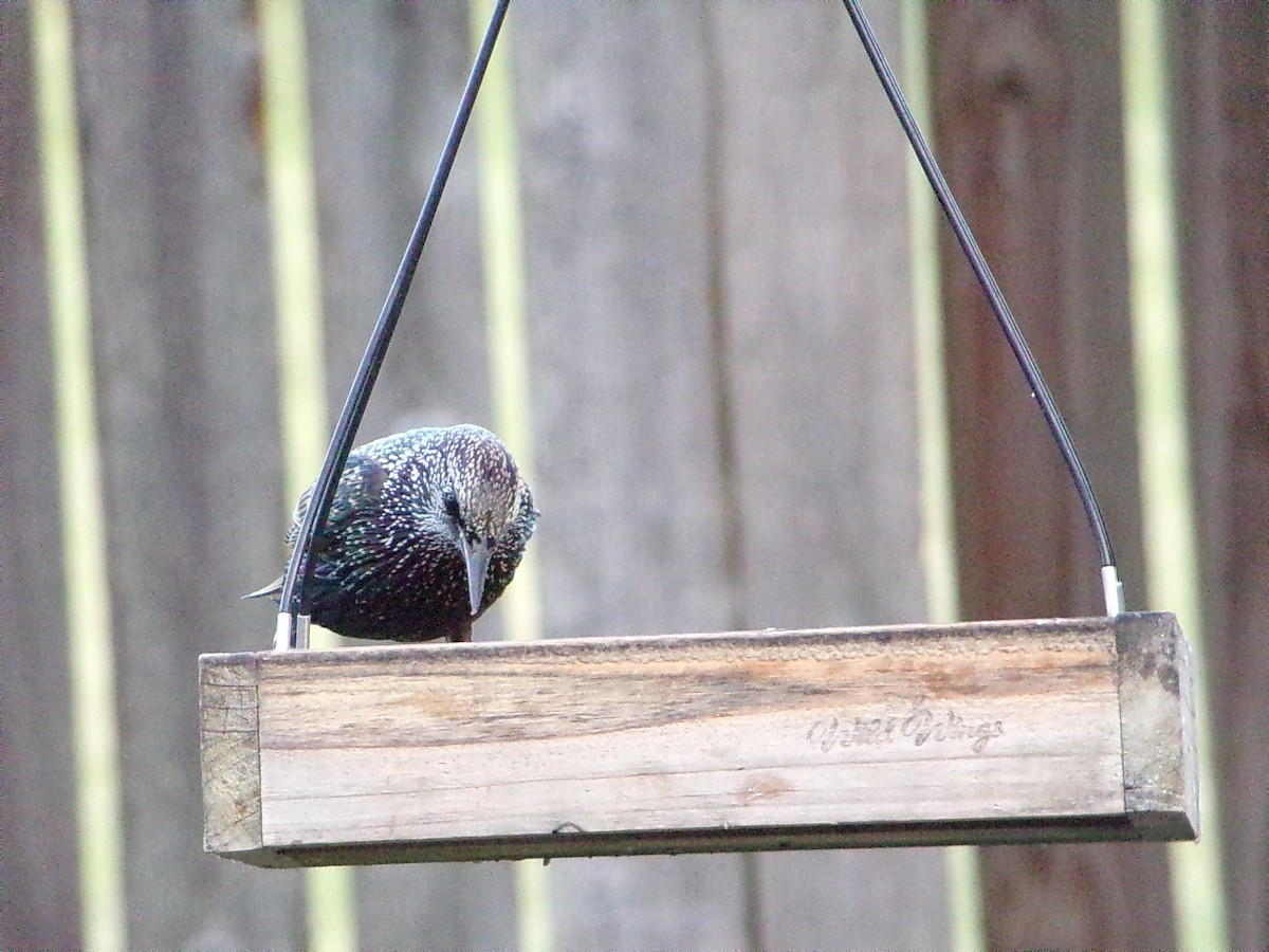 歐洲椋鳥 - ML646054875