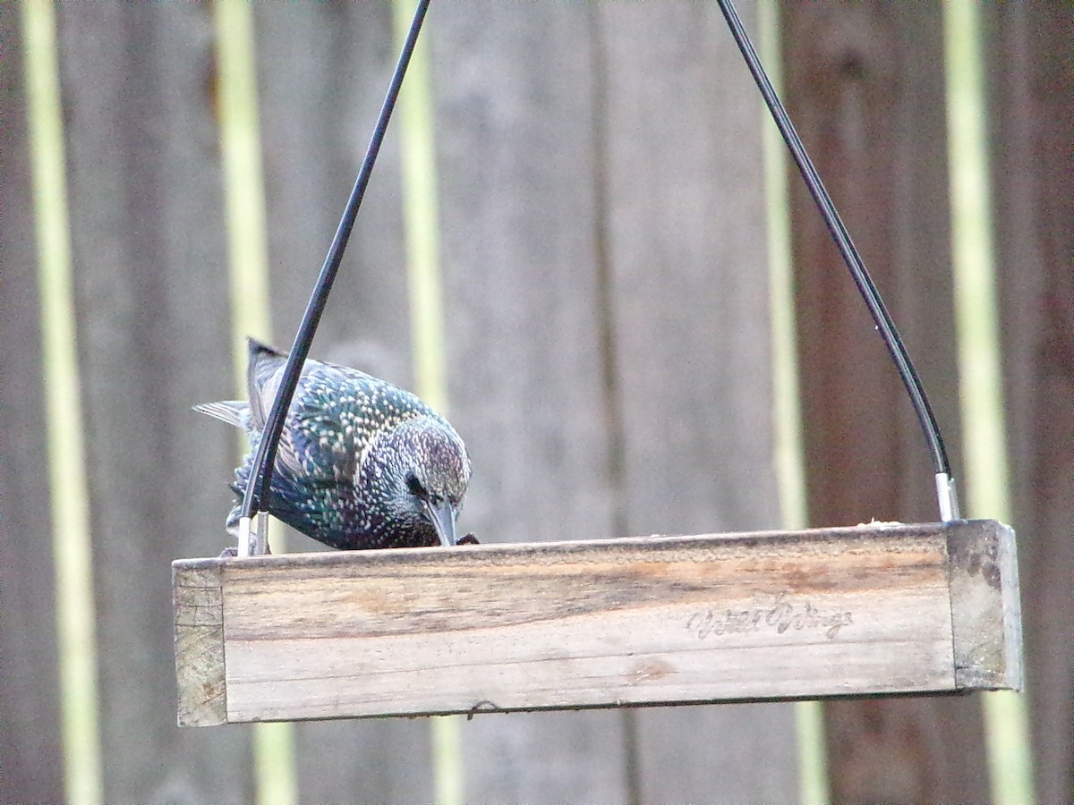 歐洲椋鳥 - ML646054876