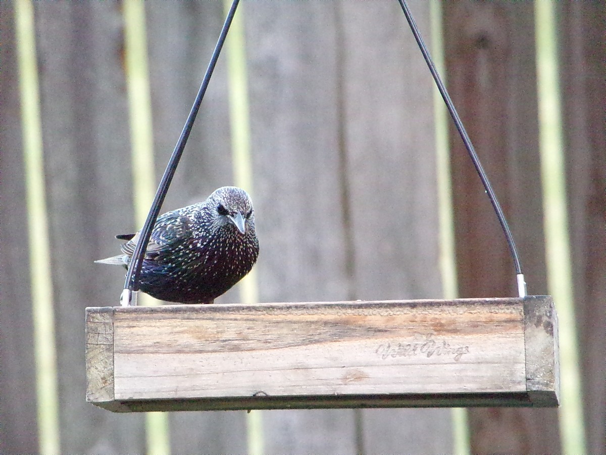 歐洲椋鳥 - ML646054879