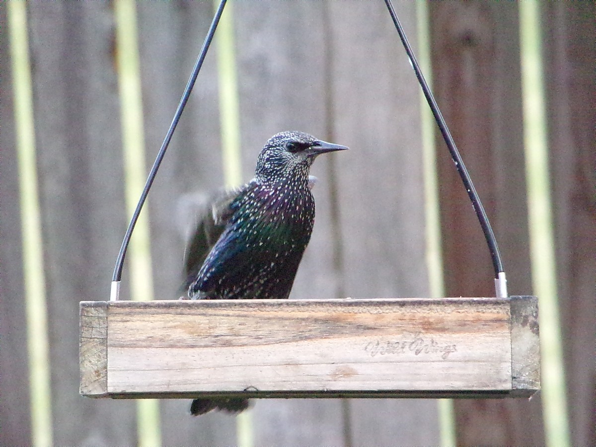 歐洲椋鳥 - ML646054880