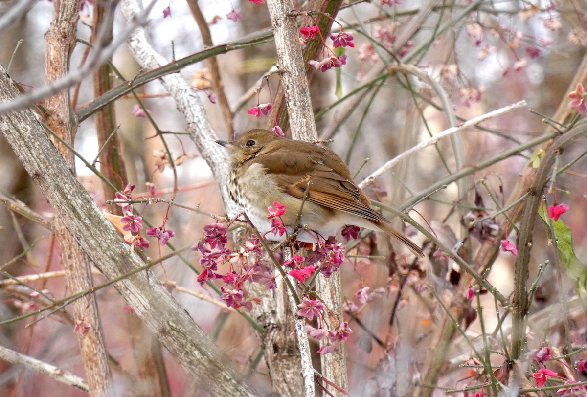 Hermit Thrush - ML646054882