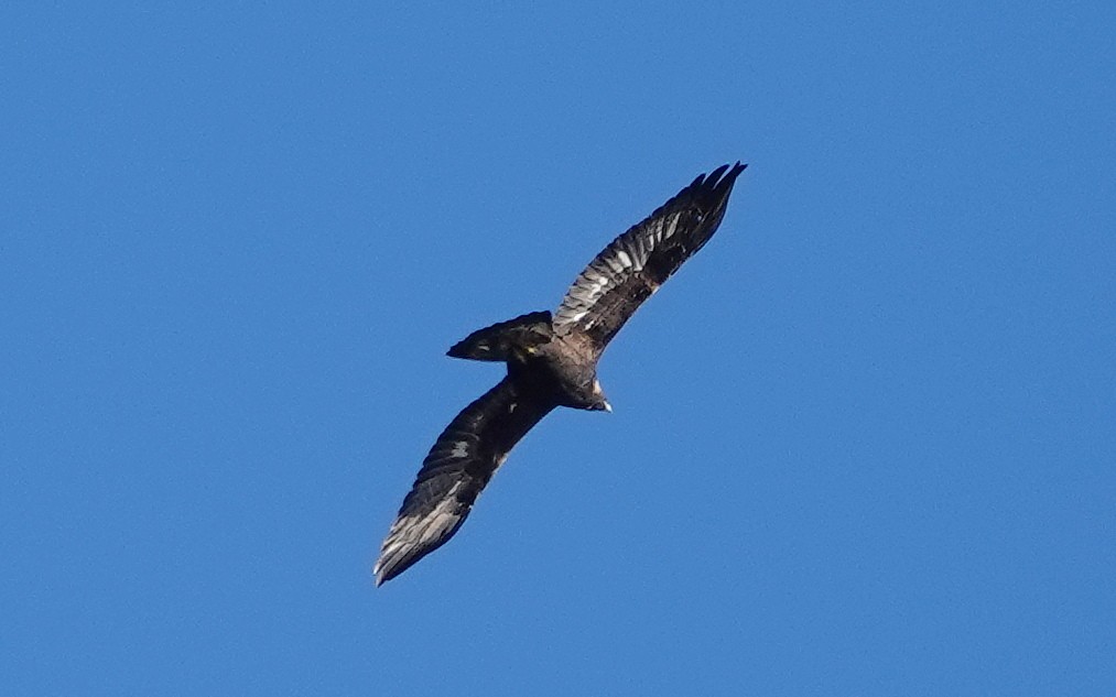 Цармын бүргэд - ML646054883