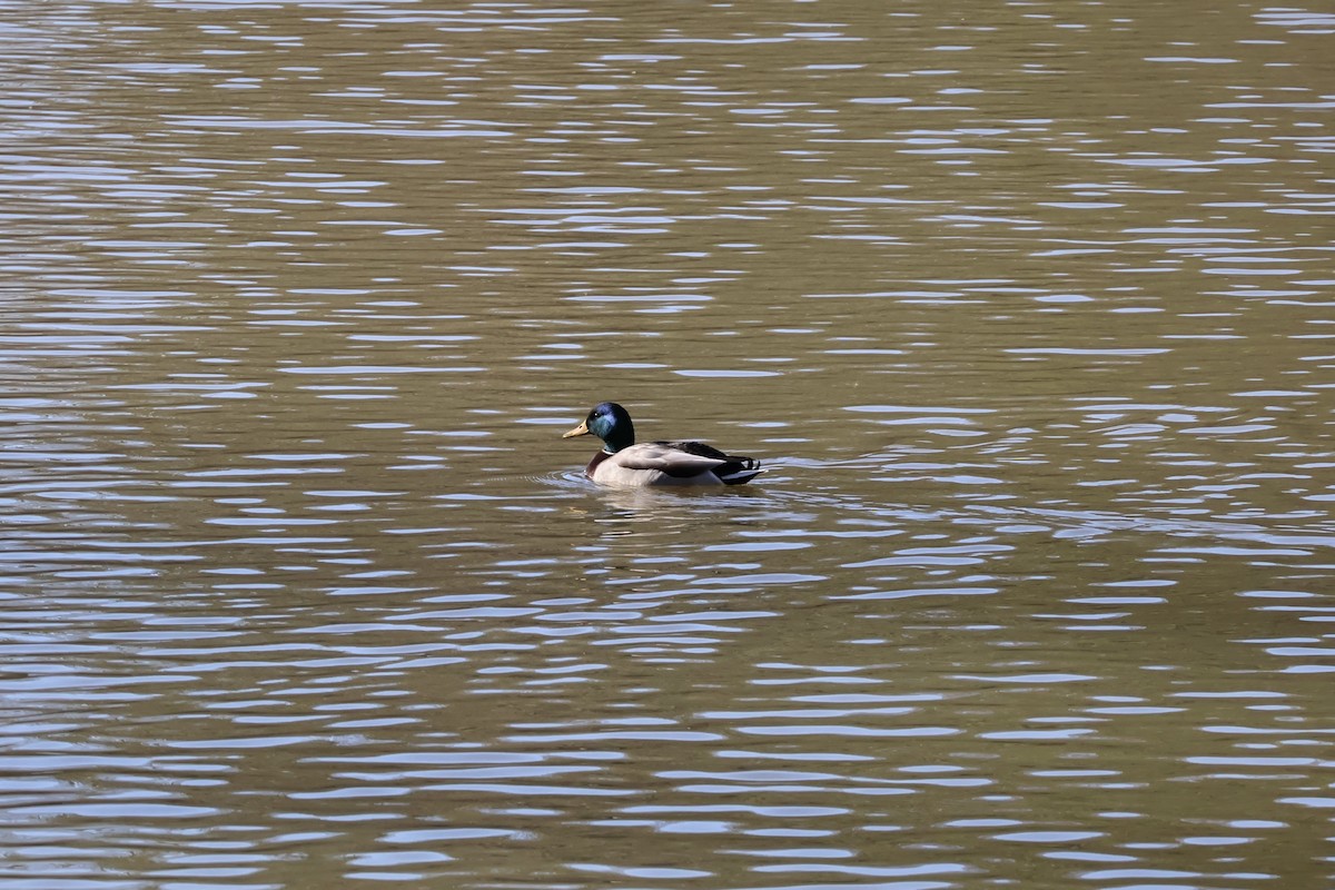 綠頭鴨 - ML646054884