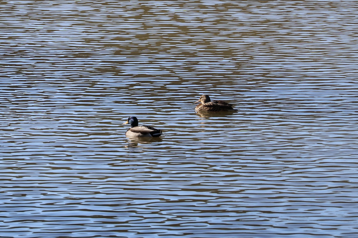 綠頭鴨 - ML646054885