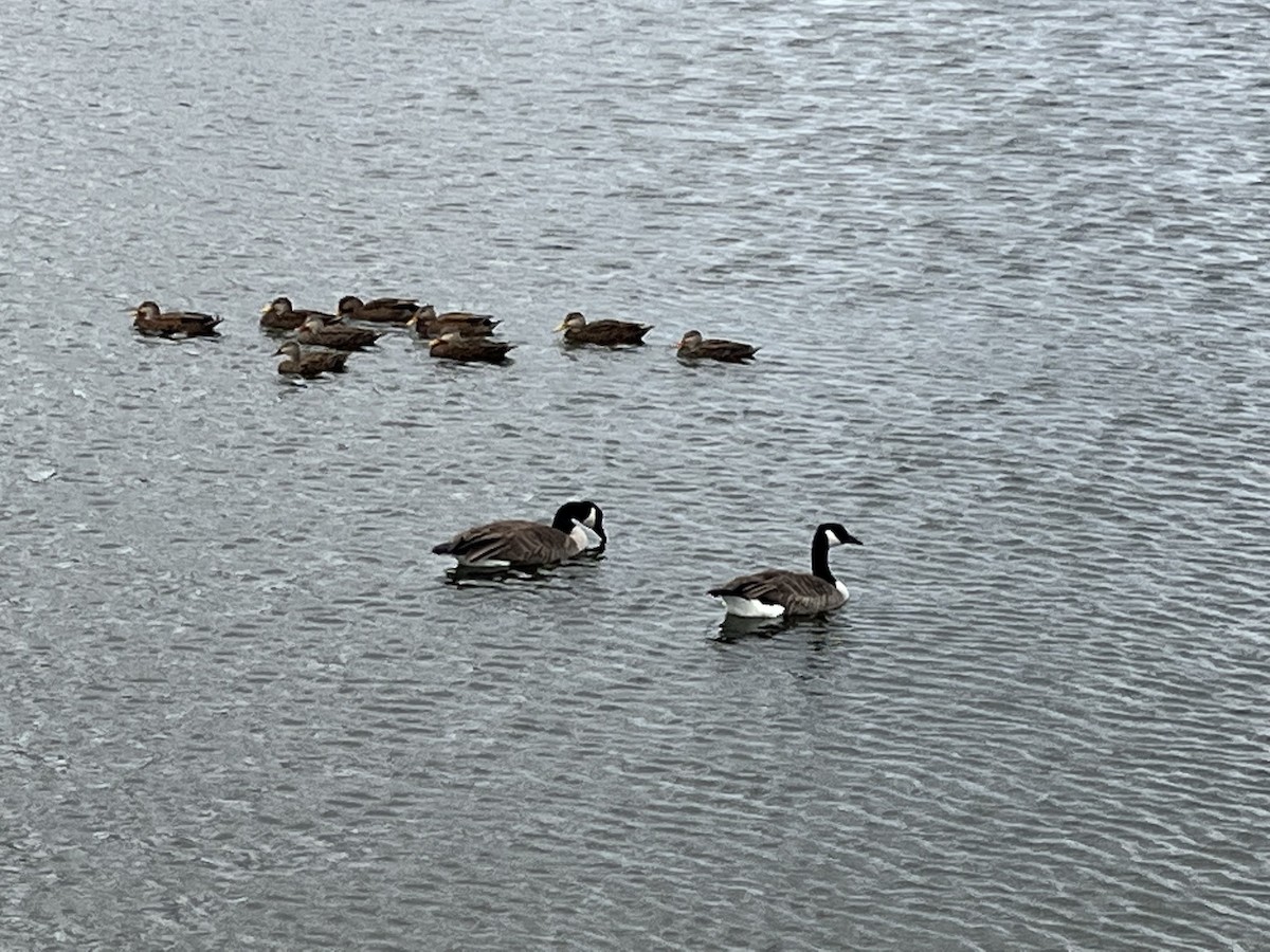 Canada Goose - ML646054887