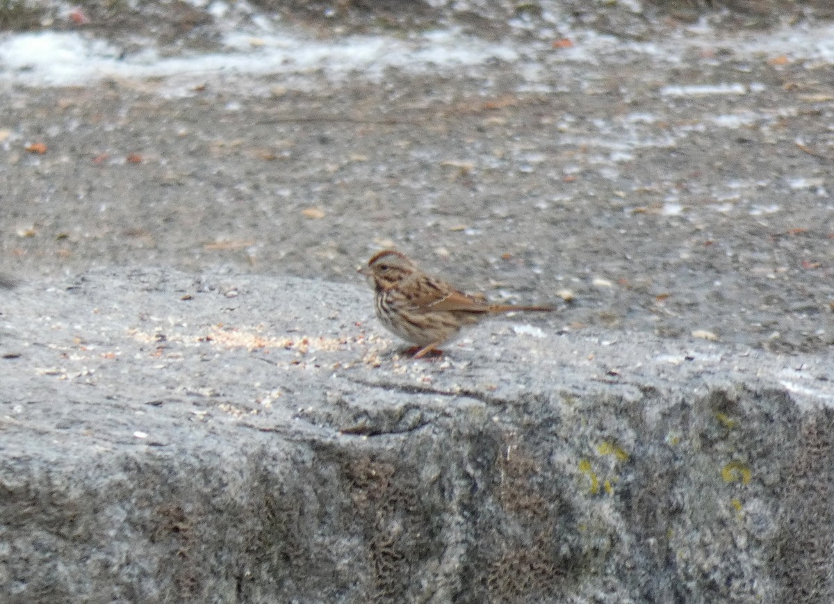 Song Sparrow - ML646054888