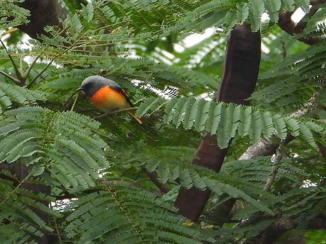 Small Minivet - ML646054889