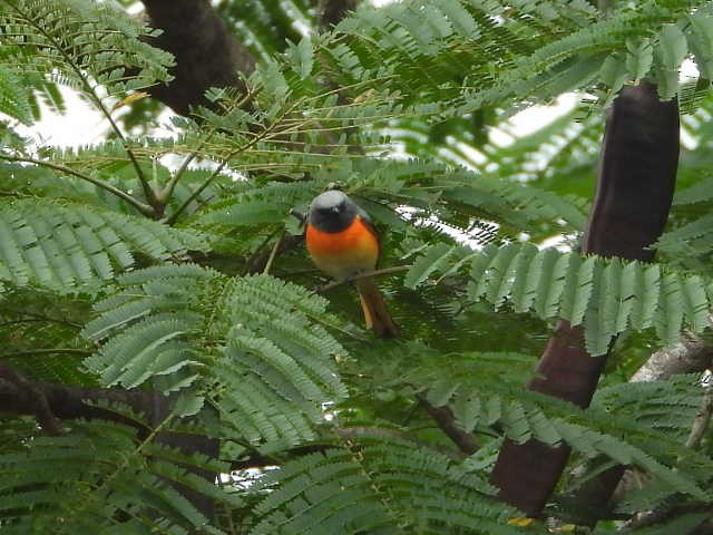 Small Minivet - ML646054890