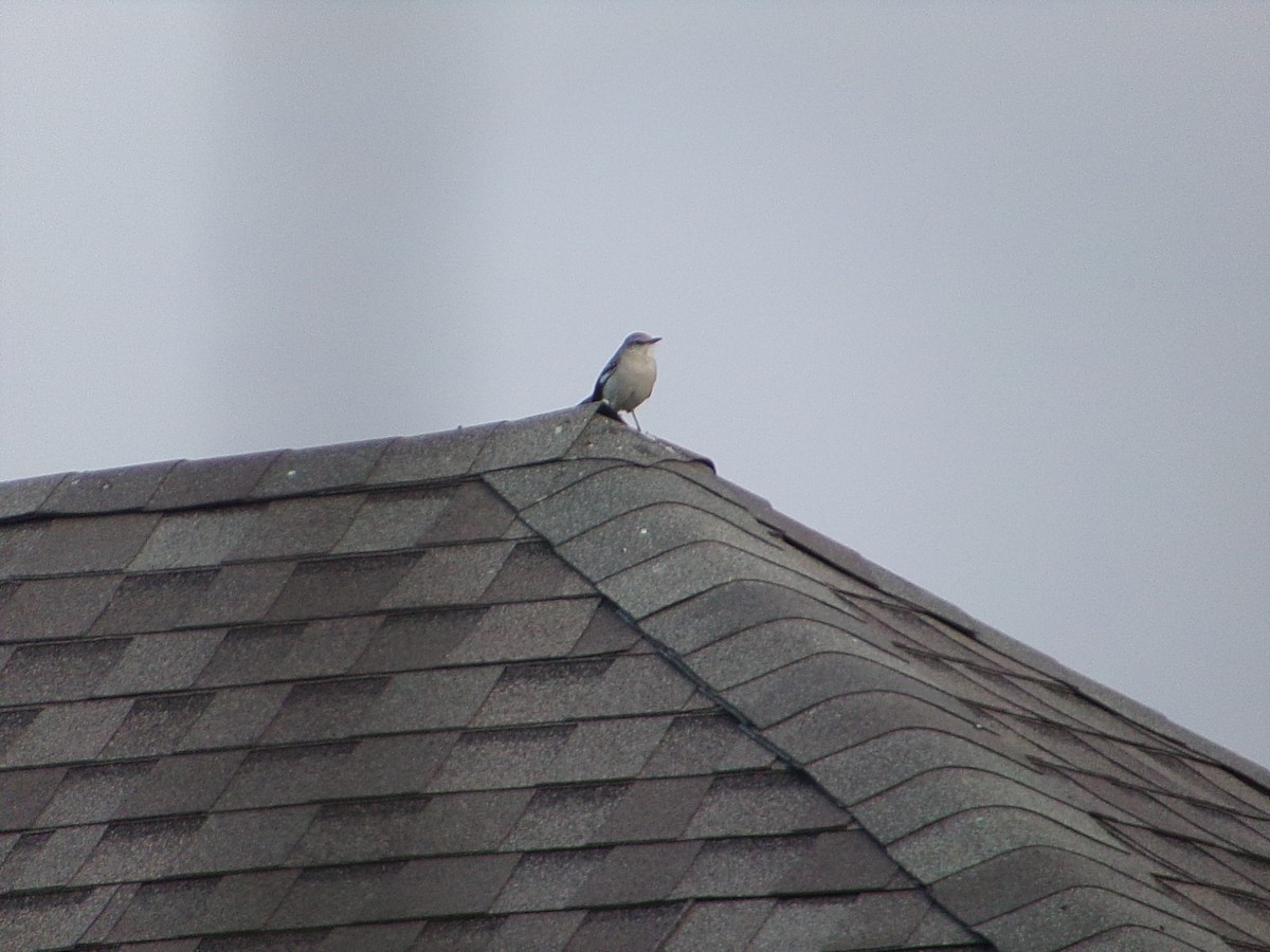 Northern Mockingbird - ML646054891