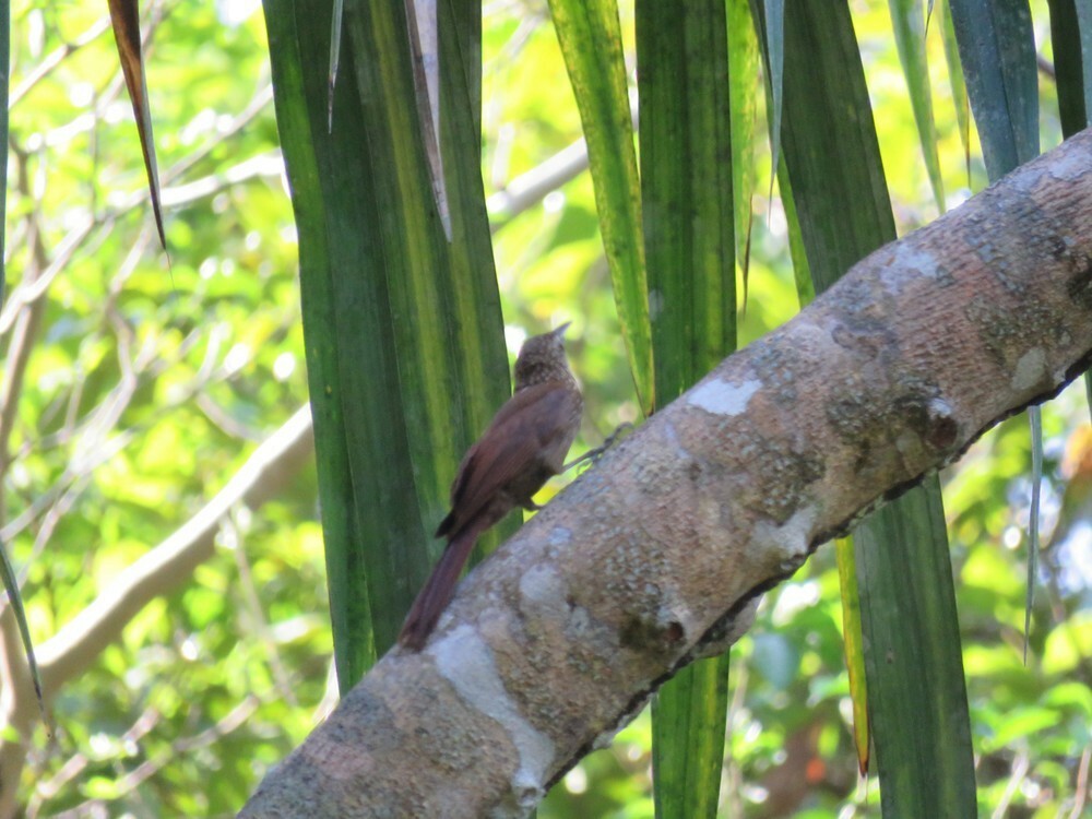 Piping Long-tailed Woodcreeper - ML646054892