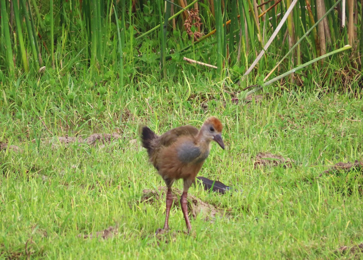 Giant Wood-Rail - ML646054895