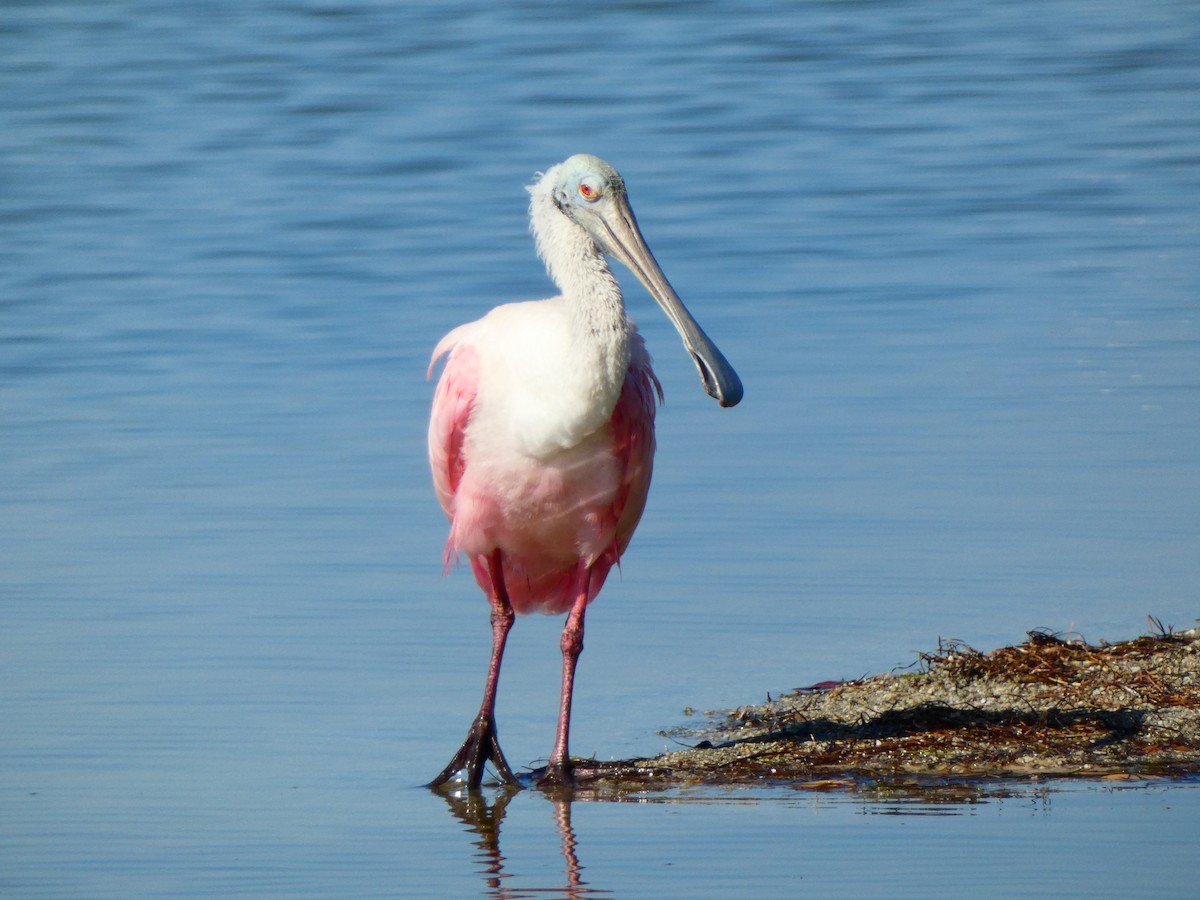 Roseate Spoonbill - ML646054898