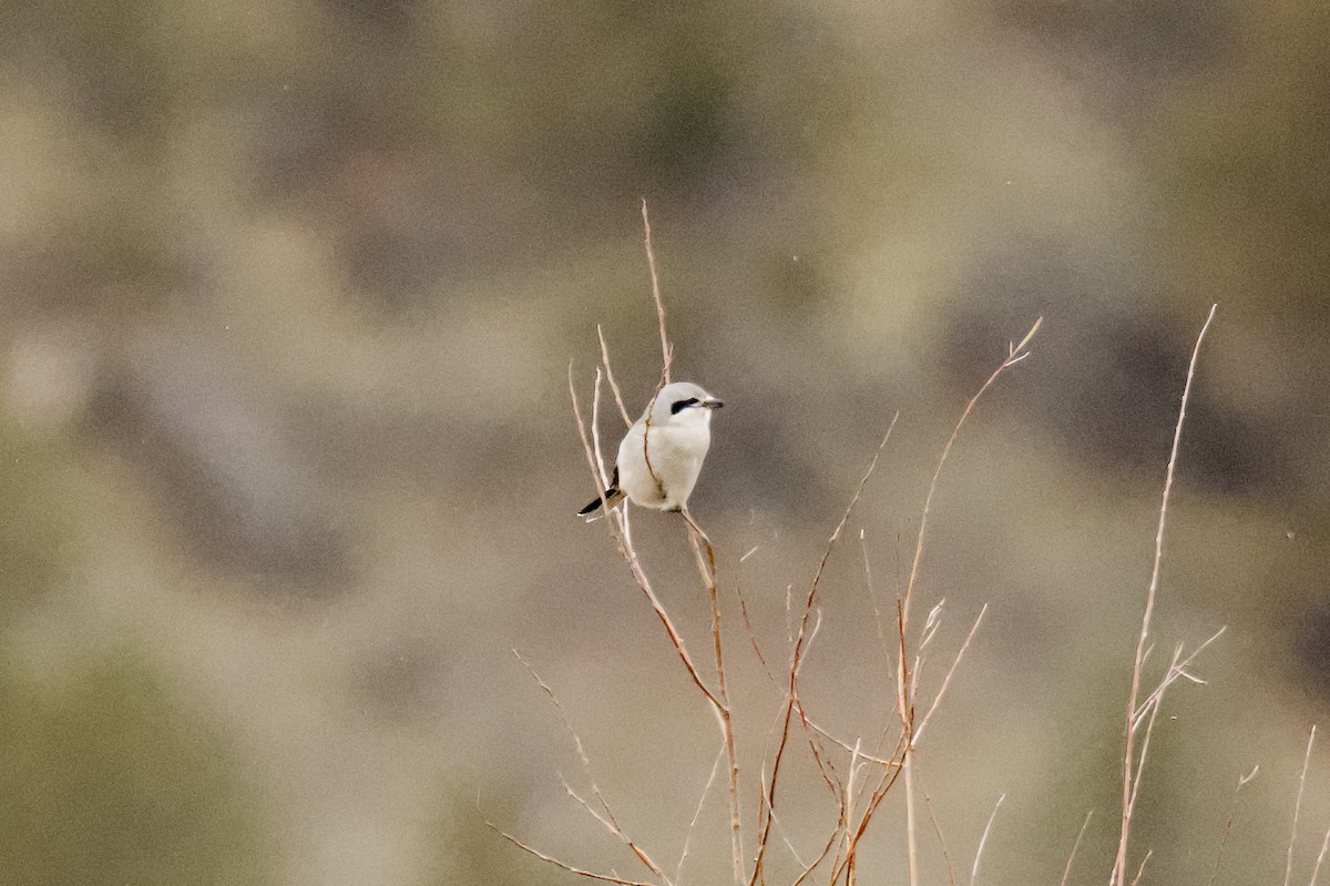 Northern Shrike - ML646054899