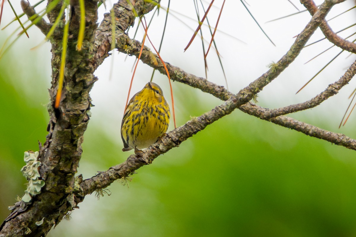 Cape May Warbler - ML646054902