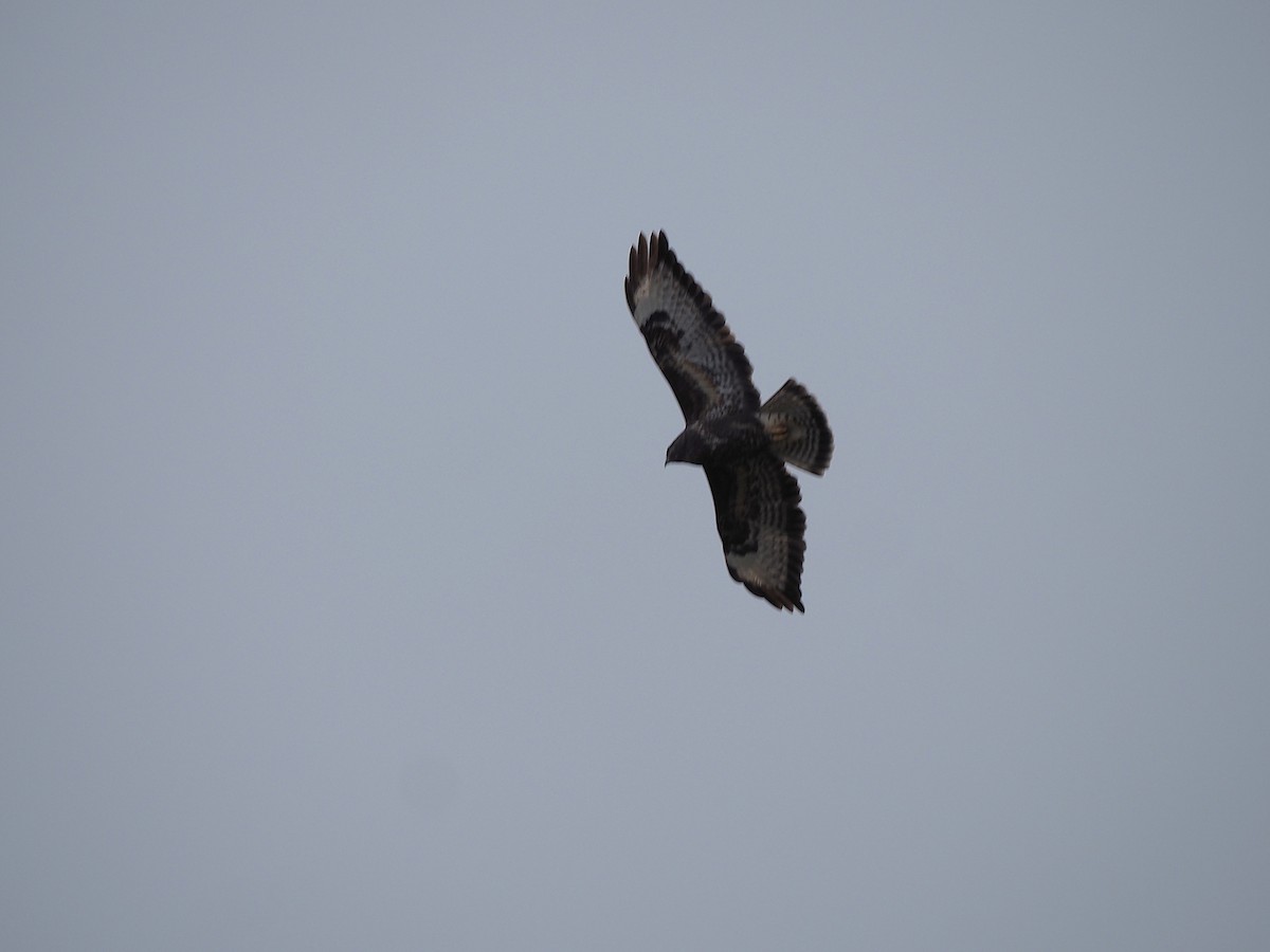 歐亞鵟 - ML646054905