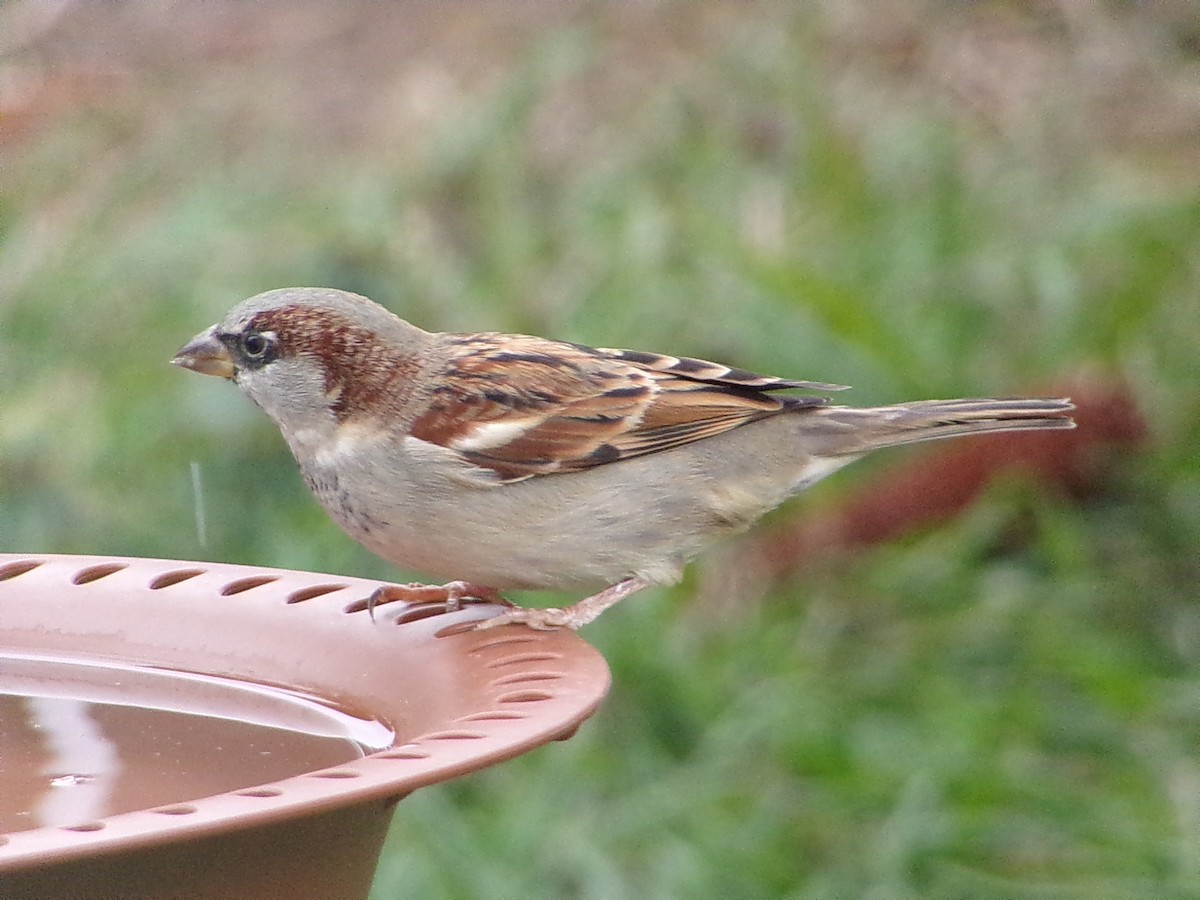Gorrión Común - ML646054908