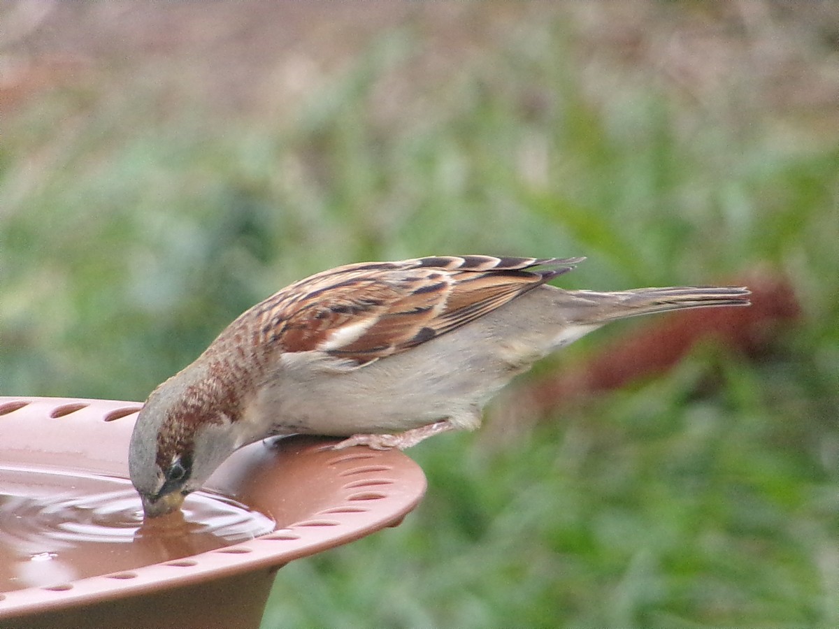 Gorrión Común - ML646054909