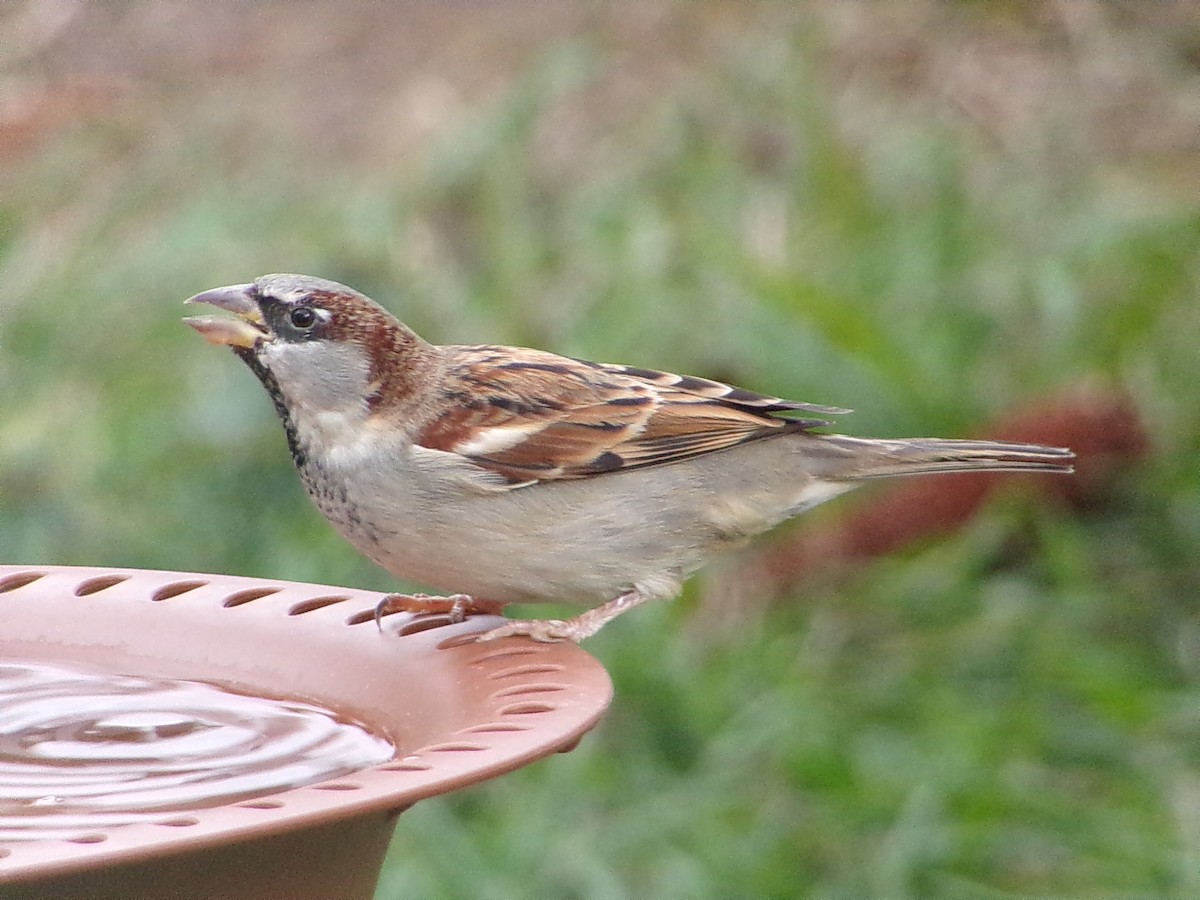 Gorrión Común - ML646054910