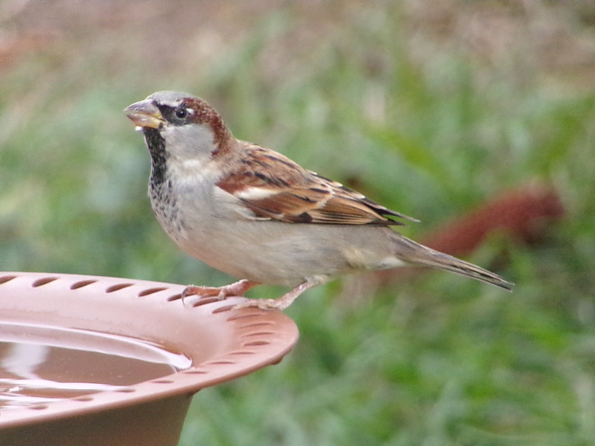 Gorrión Común - ML646054911