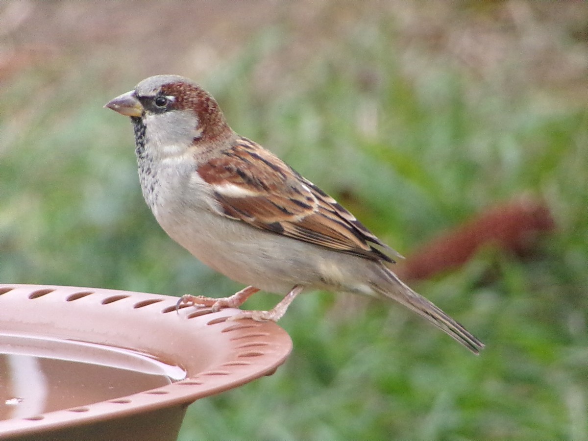 Gorrión Común - ML646054912