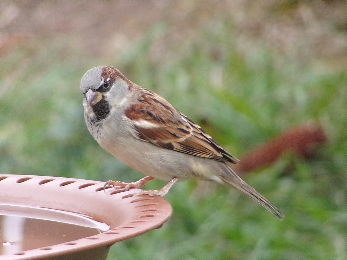 Gorrión Común - ML646054913